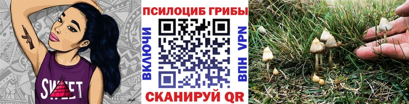 Псилоцибиновые грибы Psilocybe  kraken вход  Рославль 